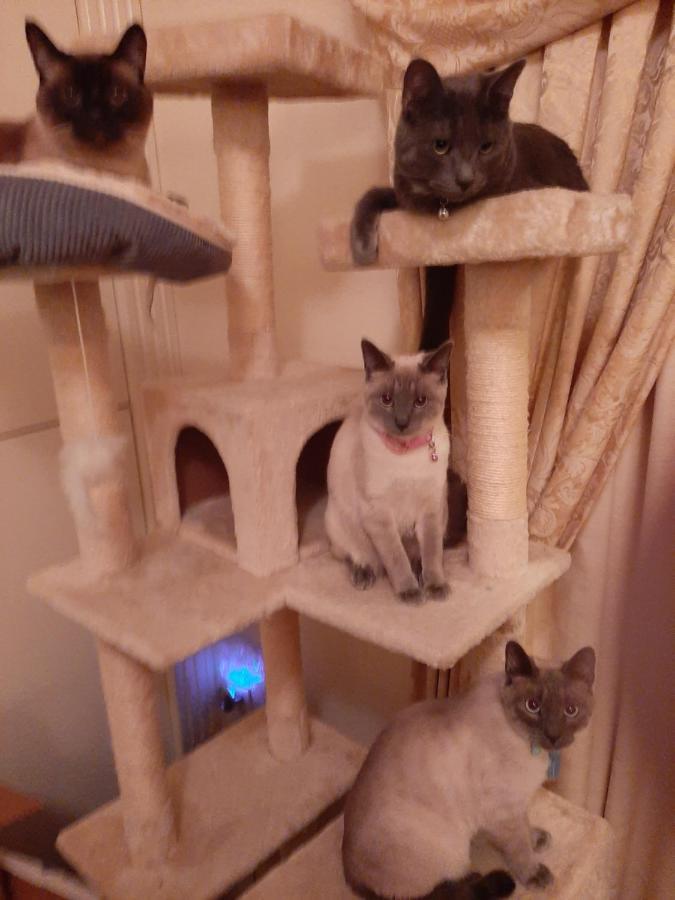Catmosphere 2 ラスベガス エクステリア 写真