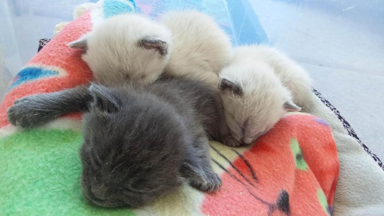 Catmosphere 2 ラスベガス エクステリア 写真